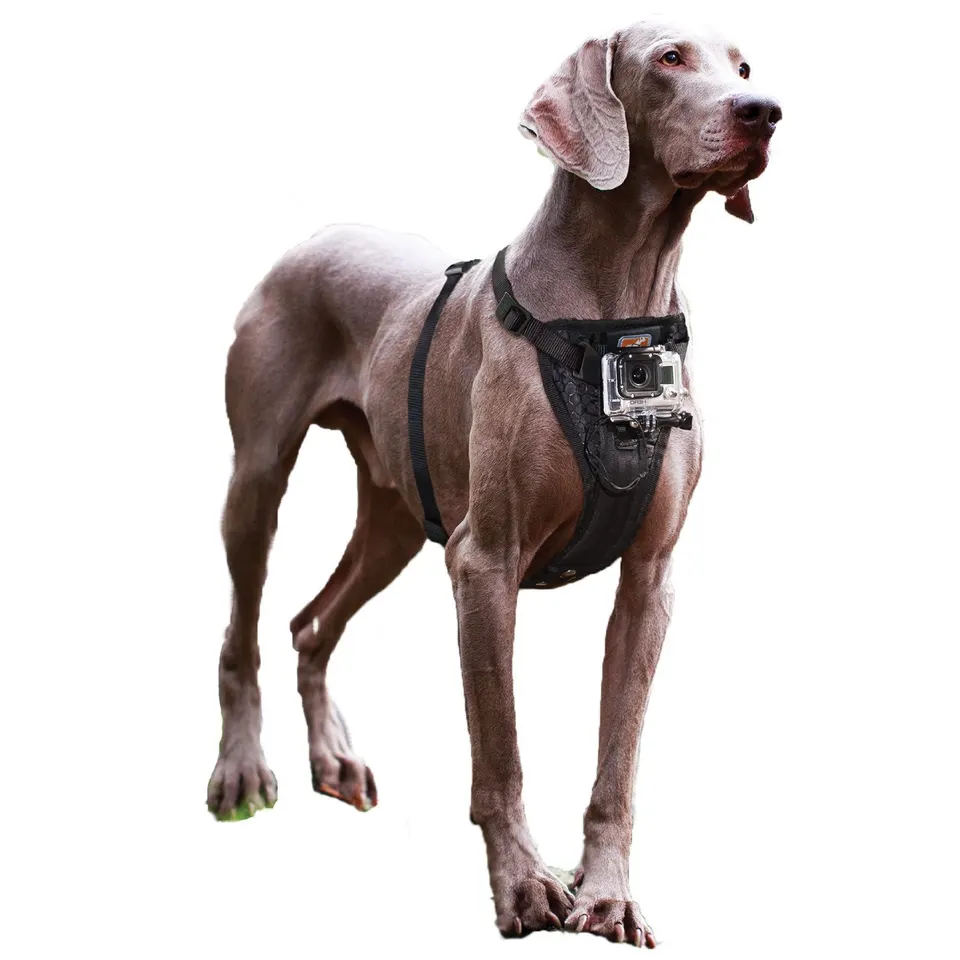Extreme videos for dogs?