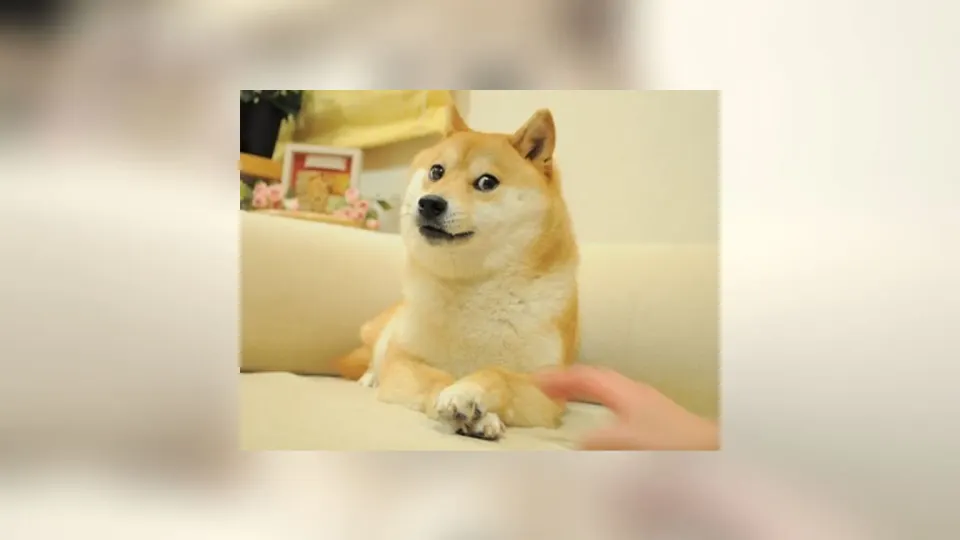 Kabosu, the Shiba Inu behind the Doge meme, held by her owner Atsuko Sato